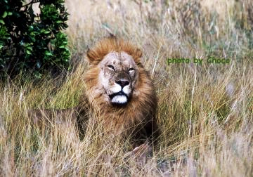 ４オスライオン