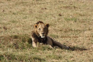 ２ライオンズーム