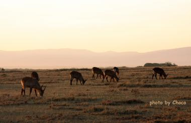１明け方のサバンナ