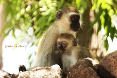 ４サバンナモンキー