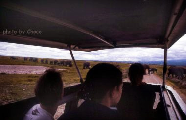 1アフリカゾウの行進