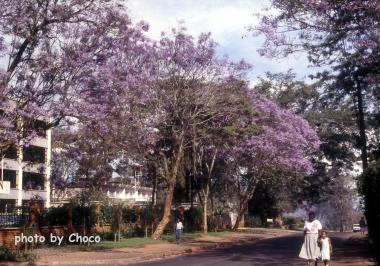 2ジャカランダ並木