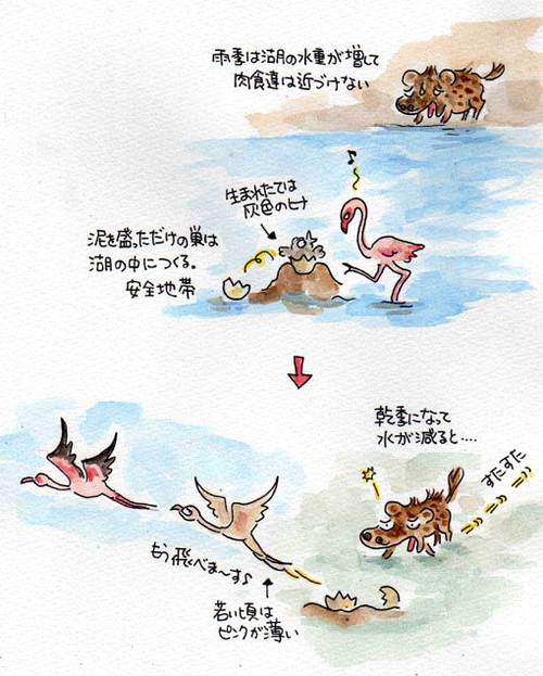 3フラミンゴイラスト