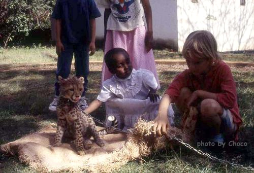 ナイロビ孤児院のチーター