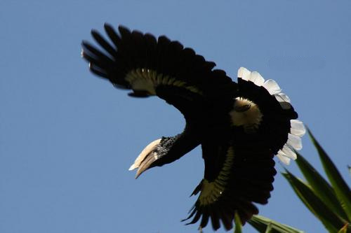 ギンガオサイチョウ