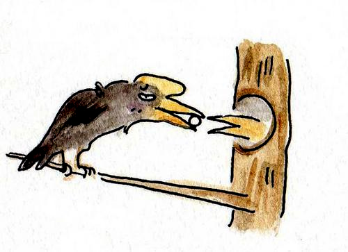 サイチョウの子育て