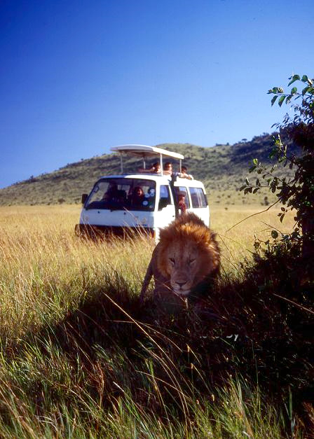 サファリカーとライオン