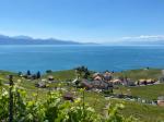 Lavaux