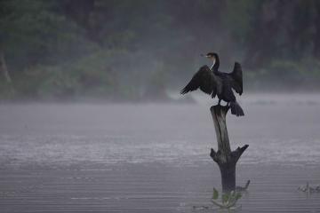 ナイバシャ湖のカワウ