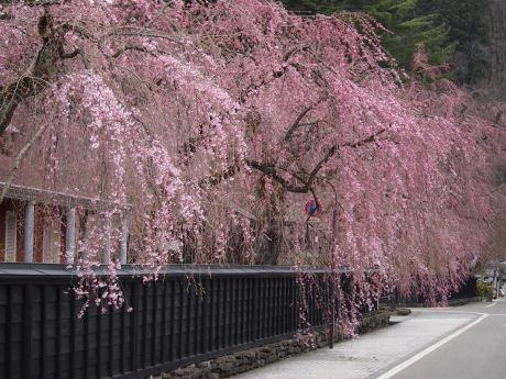 角館桜