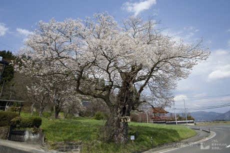 平泉桜