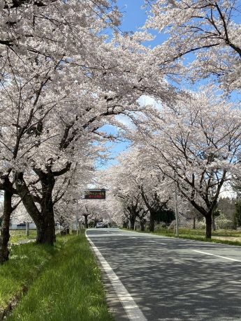桜の回廊２