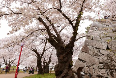 盛岡城跡公園