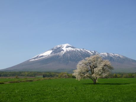八幡平桜２