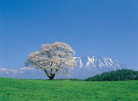 小岩井農場一本桜
