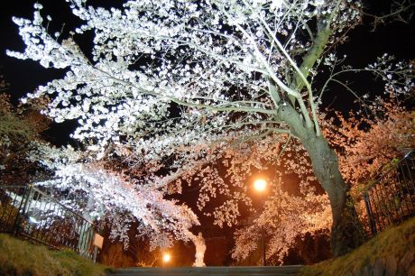 薬師公園夜桜