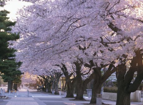 駒街道
