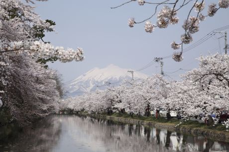 弘前城桜２