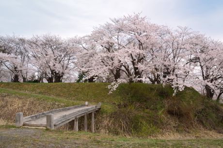 浪岡城桜１