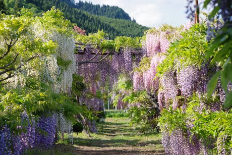 藤の郷２