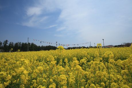 菜の花フェス