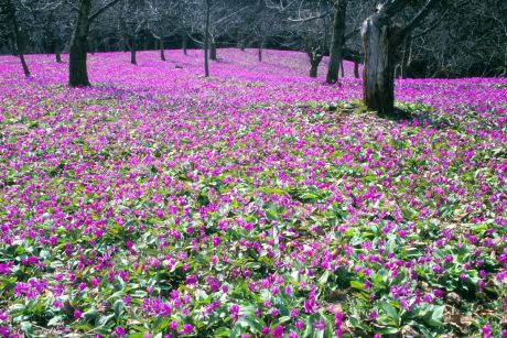 カタクリ群生の郷２