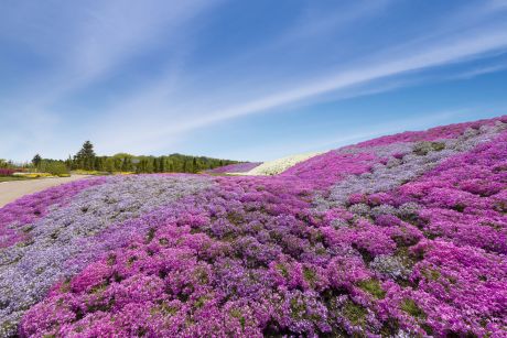 フラワー＆ガーデン森の風1