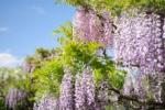 秋田の花タイトル用