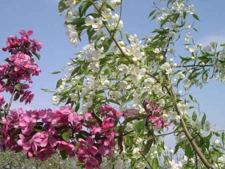 りんごの花まつり