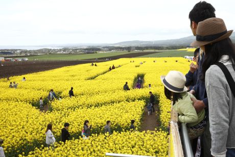 菜の花迷路