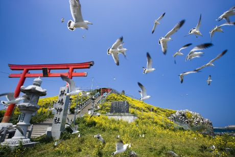 蕪島菜の花