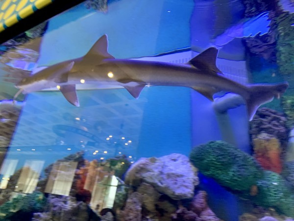 なんと フロント後ろでサメと熱帯魚が共生 ホテル ユニバーサル ポート Ankoさんの旅行ブログ トラベルコ