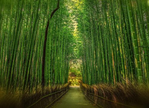 嵐山の竹林