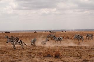 大乾季アンボセリのシマウマ