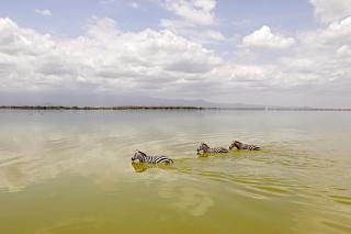 湖に入るシマウマ