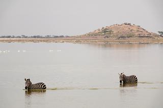 湖に入るシマウマと観察の丘