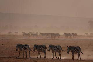 森に帰っていくシマウマの群れ１