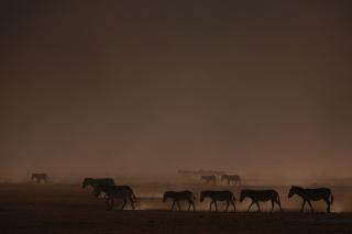 森の帰っていくシマウマの群れ2