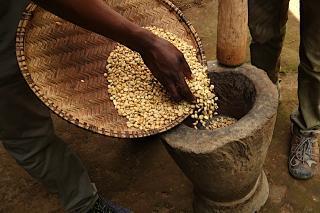 コーヒー生豆２