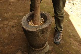 コーヒー生豆３