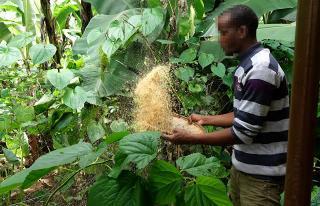 コーヒー生豆４