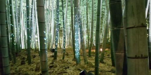 竹林2