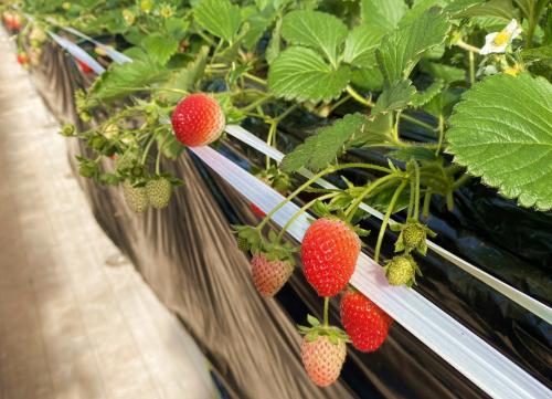 おいしいベリー