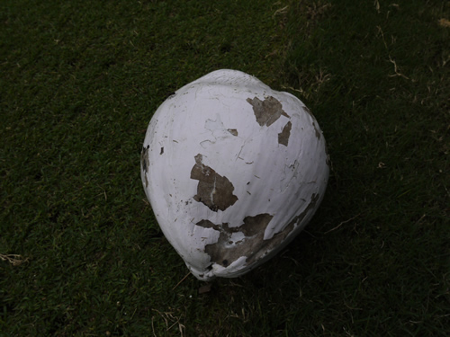 ゴルフ　椰子のみ