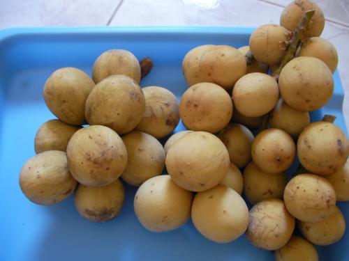 ロンコンとランサー