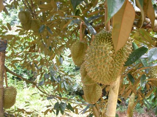 ドリアンの木