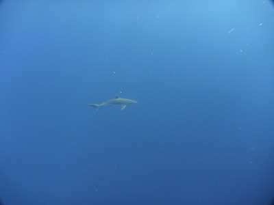 シルキーシャークも登場！