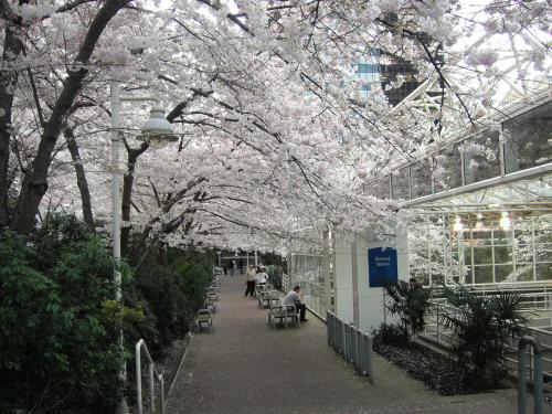 バンクーバーの桜