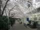 バンクーバーの桜