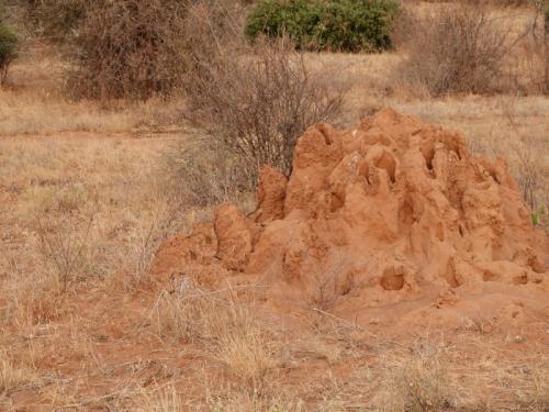 マングースを探すにはアリ塚